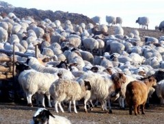 Малын тоо цөөрсөн малчин өрхийн ашиг буурахгүй