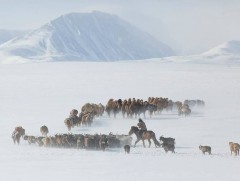 Малын тоо толгойн албан татварын тухай хууль хэрэгжиж эхэллээ