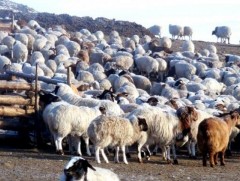 Уламжлалт мал тооллого, мал тооллогоос төрсөн эргэцүүлэл...