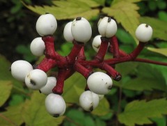 Дэлхийн хамгийн хачирхалтай ургамлууд