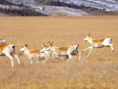 “Эргэх дөрвөн цаг” нэвтрүүлэг: Цагаан зээрээ хамгаалья 