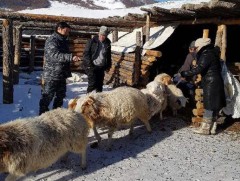 Өвөрхангай аймаг 4,4 сая толгой мал тоолуулжээ