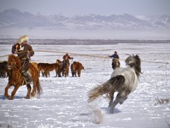 Гайхамшигт монгол адуу 