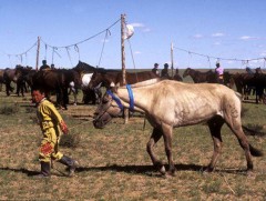 Саарал ажнайн шастир