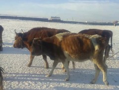 Өвлийн цагт үхэр сүргийг хэрхэн маллах вэ