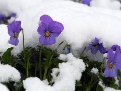 Яргуй ирэх хавар