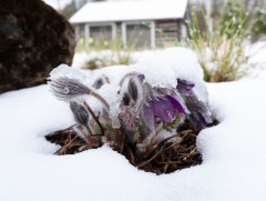 Яргуй ирэх хавар