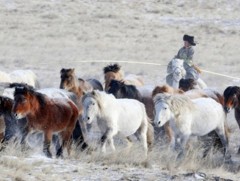 “Сар шинийн хүлэг морьд” уран сайхны нийтлэл