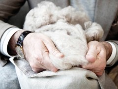 Ноос, ноолуурын салбарт хөнгөлөлттэй зээл тусламжаас гадна бодлогын өөрчлөлт хэрэгтэй байна