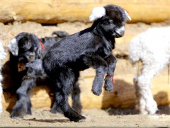 Говь-Алтай аймгийн хэмжээнд төл бойжилт 98.2 хувьтай байна