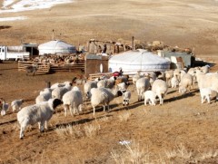 Хавар цагийн хонин сүргийн маллагаа 