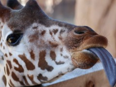 Амьтны ертөнцийн содон хэл