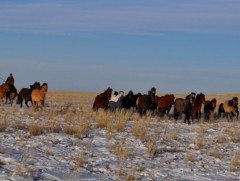 Нутаг нутгийн хүлгүүд