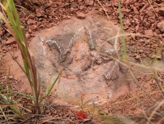 Цэрдийн галавын үлэг гүрвэлийн чулуужсан мөр олжээ