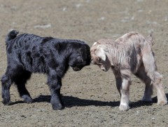 Таван эрдэнэ /фото/ 