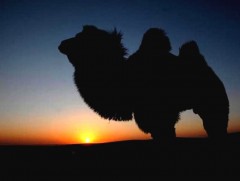 “Тэмээ” богино өгүүллэг