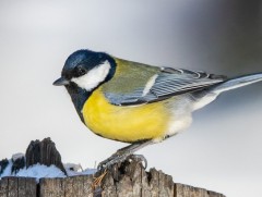 Байгаль хүүхэд: Хөх бух шувууны тухай...