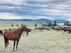 Галшар адууны тухай өгүүлэх нь