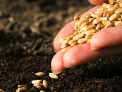 ЗГ: Үрийн улаанбуудайн үнийг 30 хувь хөнгөлнө