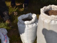 Байгалийн ургамлыг хууль бусаар бэлтгэх гэмт хэрэг 66.7 хувиар өсчээ