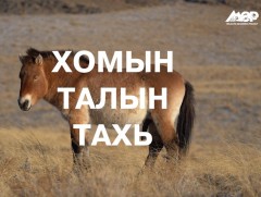 Хомын талын тахь