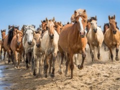 Ялалтад тэмүүлсэн монгол адуу