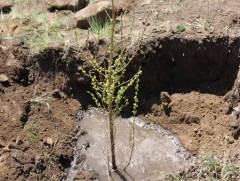 Мод тарихад анхаарах зүйл 