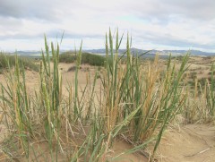 Сугсарч ургасан шим, сулийн амтат идээ мину