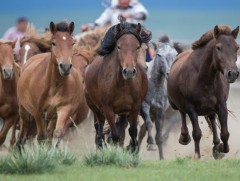 “Хий морь буюу Хийморь” хэмээхүйн дүрслэл уламжлагдан ирсэн нь