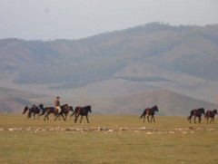 Адуу, адуучин хоёр