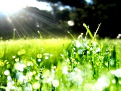 Шүүдэр амрах агшин