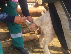 Миний мэргэжил: Малын эмч 