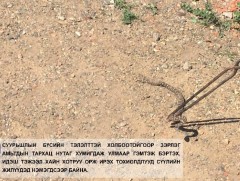 Суурьшлын бүсэд хортой могой орж ирж байгаа тул сонор сэрэмжтэй байхыг анхаарууллаа