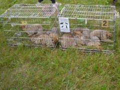 Дархан-Уул аймагт 10 тарвага нутагшууллаа