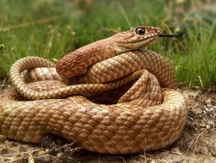 Өдөрт 3-4 хүн могойд хатгуулж, ГССҮТ-д хандаж байна