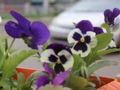 Авсан газрынхаа 10-20 хувьд ногоон байгууламж барих хуулийн заалт зарим газарт хэрэгжихгүй байна