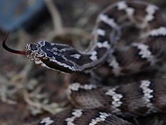 Могойд хатгуулсан тохиолдолд яаралтай хамгийн ойр эмнэлэгт очих ёстой