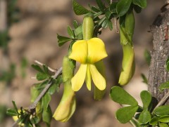 Харгана цэцэглэх цагаар