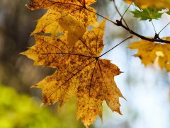 Шинэ сарын шинж