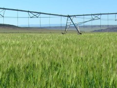 Байгалийн хадланг нэг наст ургамлаар баяжуулах туршилт хийжээ