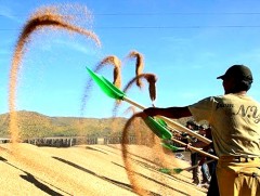 ЗГ:  Оюутан, сонсогч, цэргийн алба хаагч, ажил хайж буй иргэдийг ургац хураалтад ажиллуулна