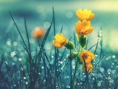 Цэцэгсийн зүүд