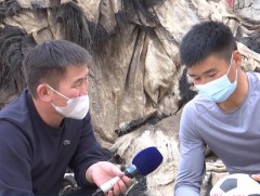 Сарлагийн ширээр хийсэн бөмбөгийг олон улсын зах зээлд гаргана