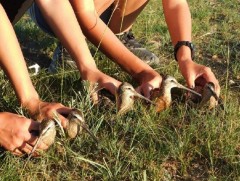 Монголын шувуу хамгаалах төвийн нэрэмжит “Ирээдүйн жигүүр” гэрчилгээ, мөнгөн урамшууллыг олголоо