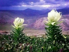 Вансэмбэрүү