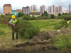 Авто замын трасст орсон бургасыг шилжүүлэн суулгаж эхэллээ