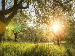 Сарын хуучийн тэнгэр: Наймдугаар сарын тэнгэр, цаг агаарын араншин