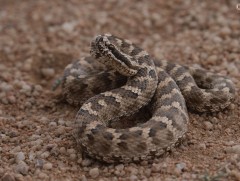 Бамбай хоншоорт могойноос болгоомжил!