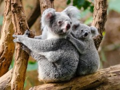 Байгаль хүүхэд: “Коала баавгай” усталгүй үлдсэн түүхээс