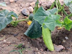 YouTube-ээс ногоо тарих аргаас суралцаж, хашаандаа 10 гаруй төрлийн нарийн ногоо тарьжээ